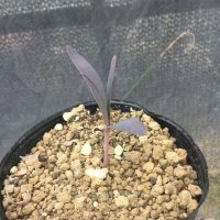 Welwitschia  mirabilis  (奇想天外)