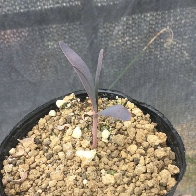 画像1: Welwitschia  mirabilis  (奇想天外)