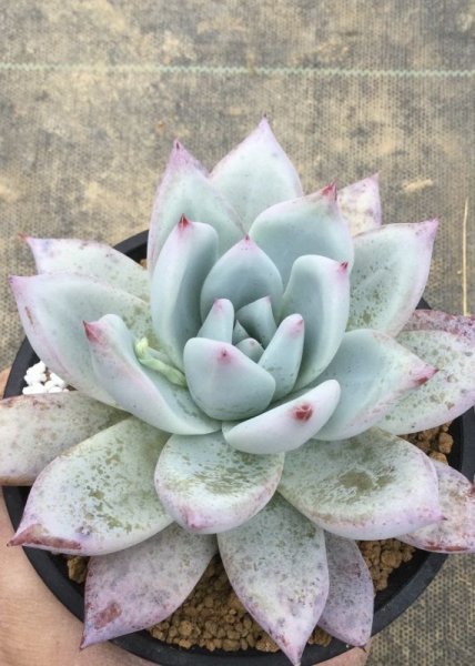 画像2: エケベリア  コロラータ　タパルパ産 (2)