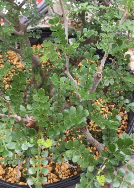 画像2: オペルクリカリア　パキプス　※注記　 2024/7/19 までに当方で購入された方の限定。条件あり。 (2)