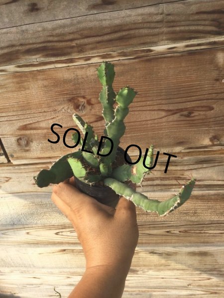 画像6: ユーフォルビア　オプンチオイデス (6)