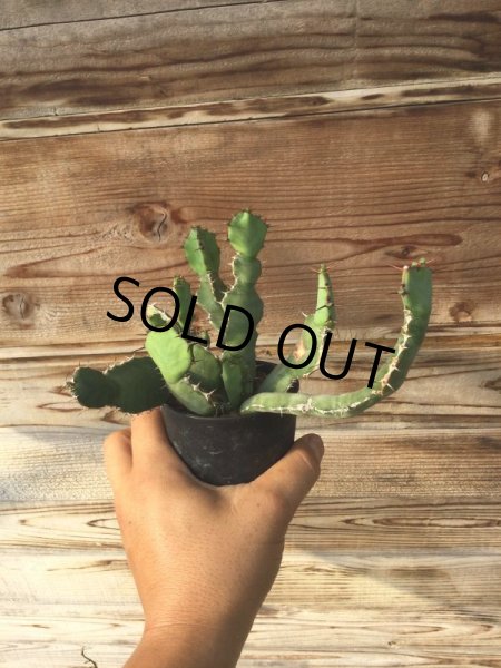 画像7: ユーフォルビア　オプンチオイデス (7)