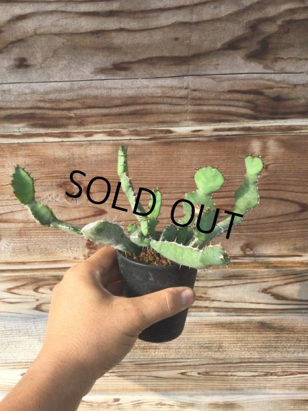 画像1: ユーフォルビア　オプンチオイデス (1)