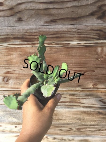 画像4: ユーフォルビア　オプンチオイデス (4)