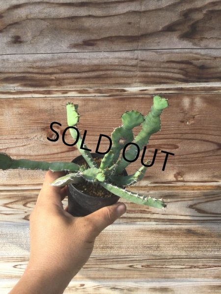 画像2: ユーフォルビア　オプンチオイデス (2)