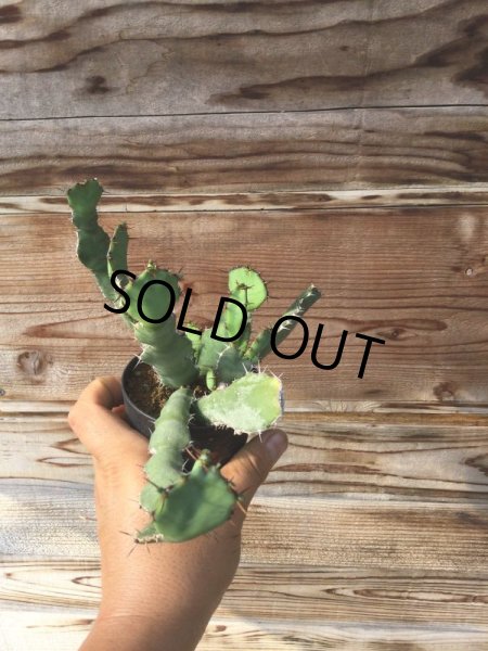 画像5: ユーフォルビア　オプンチオイデス (5)