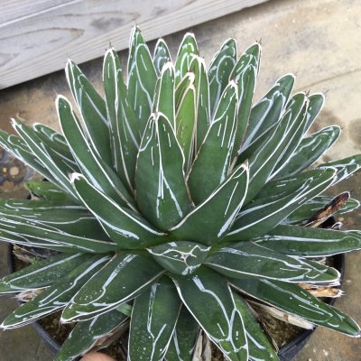 画像2: Agave   victoriae-reginae  笹の雪　良系タイプ　GG-01