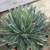 画像2: Agave   victoriae-reginae  笹の雪　良系タイプ　GG-01 (2)