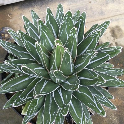 画像1: Agave   victoriae-reginae  笹の雪　良系タイプ　GG-01