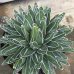 画像1: Agave   victoriae-reginae  笹の雪　良系タイプ　GG-01 (1)