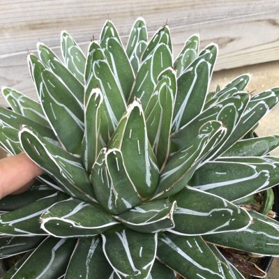 画像3: Agave   victoriae-reginae  笹の雪　良系タイプ　GG-01