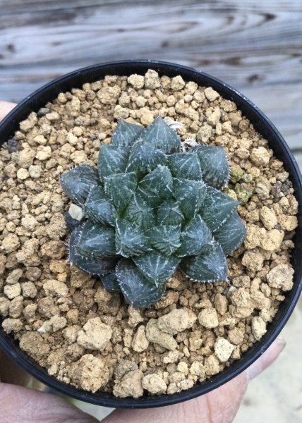 画像2: ハオルチア　‘ ミラーボール’ (2)