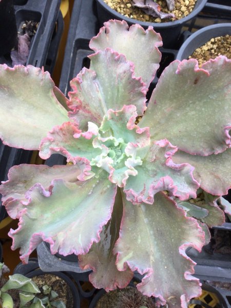 画像2: エケベリア   ビタースウィート (2)