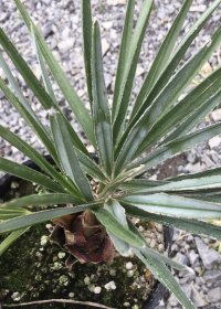 Chamaerops humilis var. cerifera