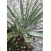 画像1: Chamaerops humilis var. cerifera (1)