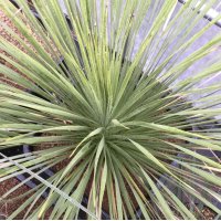 Yucca  thompsoniana