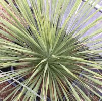 Yucca  thompsoniana