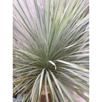 Yucca rostrata