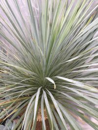 Yucca rostrata