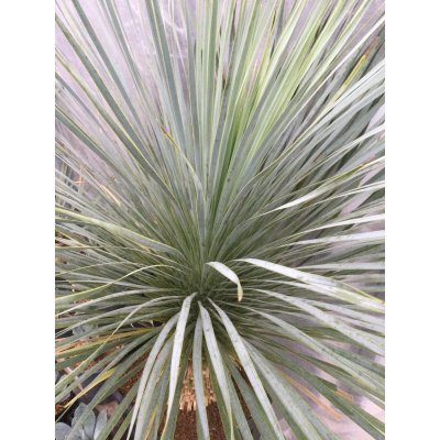 画像1: Yucca rostrata