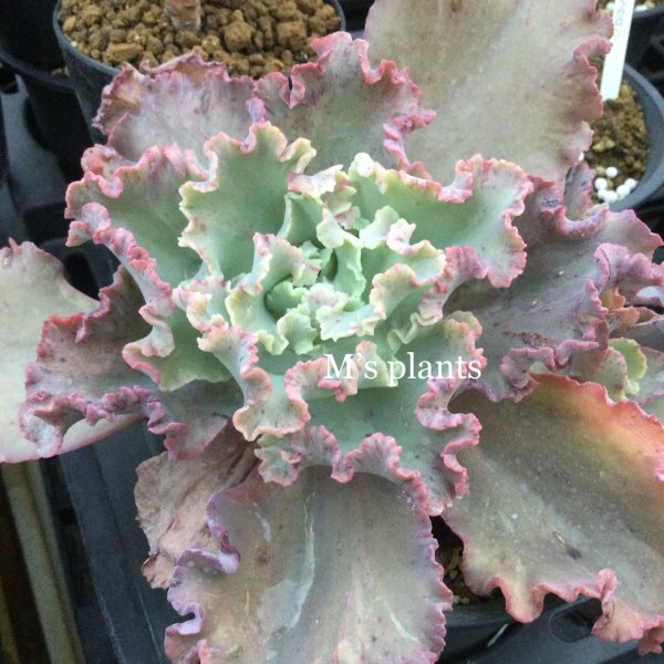 画像1: エケベリア   ビタースウィート (1)