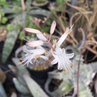 Aloe albiflora