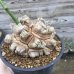 画像1: Dioscorea elephantipes    ( アフリカ亀甲竜　) (1)