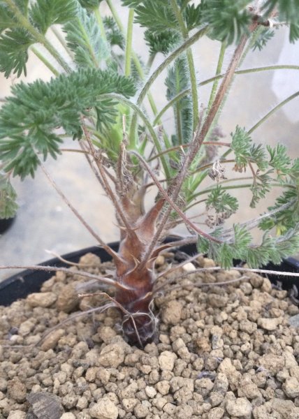 画像2: ペラルゴニウム   オレオフィルム (2)