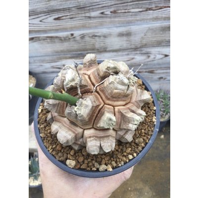 画像2: Dioscorea elephantipes    ( アフリカ亀甲竜　)