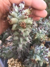 ユーフォルビア　ホリダ　モンスト　- 大型タイプ　-