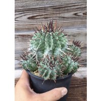 ユーフォルビア　ホリダ　(ホリダ錦の系統、斑なし)