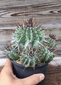 ユーフォルビア　ホリダ　(ホリダ錦の系統、斑なし)
