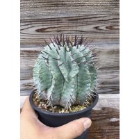 ユーフォルビア　ホリダ　(ホリダ錦の系統、斑なし)