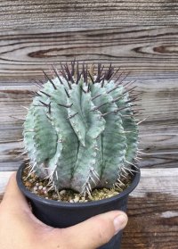 ユーフォルビア　ホリダ　(ホリダ錦の系統、斑なし)
