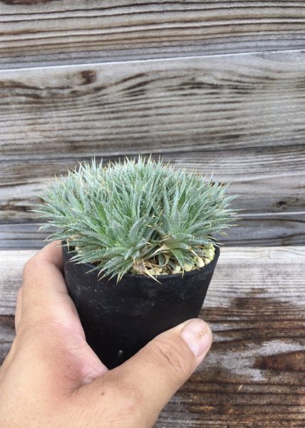 画像2: デウテロコニア　クロランサ　 (2)