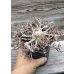 画像5: ユーフォルビア　キリンドリフォリア　v.トゥベリフェラ