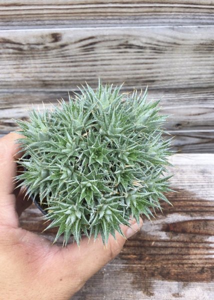 画像6: デウテロコニア　クロランサ　 (6)