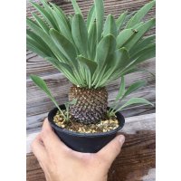 ユーフォルビア　鉄甲丸