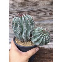 ユーフォルビア　ホリダ　(ホリダ錦の系統、斑なし)