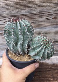 ユーフォルビア　ホリダ　(ホリダ錦の系統、斑なし)