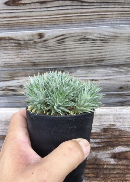 画像5: デウテロコニア　クロランサ　 (5)