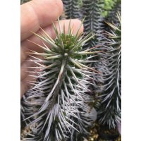 アローディア　モンタグナッキー