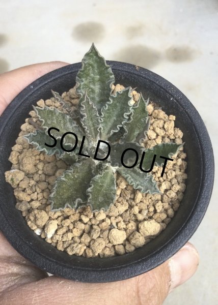 画像4: ユーフォルビア　トゥレアレンシス (4)