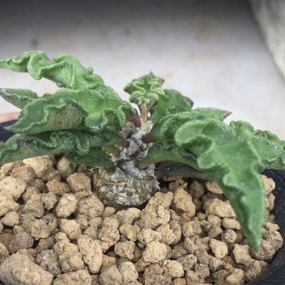 画像1: ユーフォルビア　デカリー