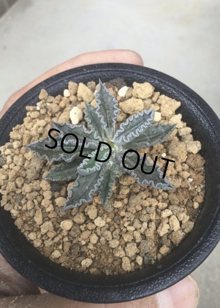 画像3: ユーフォルビア　トゥレアレンシス (3)