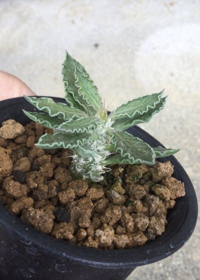 画像1: ユーフォルビア　トゥレアレンシス