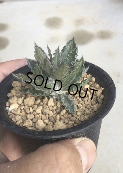 画像5: ユーフォルビア　トゥレアレンシス (5)