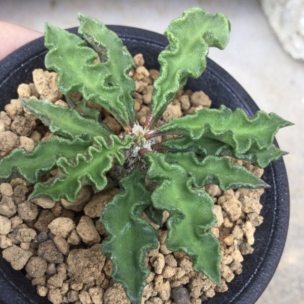 画像1: ユーフォルビア　デカリー (1)