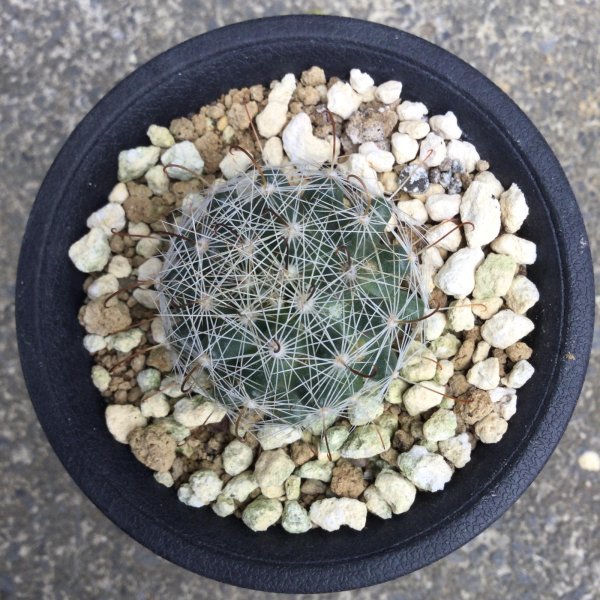 画像1: Mammillaria  schumannii  v.globosa  (1)