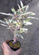 画像5: ユーフォルビア　花キリン錦　 (5)